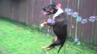 CHASING BUBBLES!