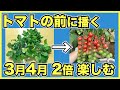 【家庭菜園】ミニトマトを育てる前の畑やプランターで3月4月から育てられる野菜5選【収穫を2倍楽しもう】