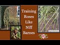  training roses like niff barnes  freestanding rose structures