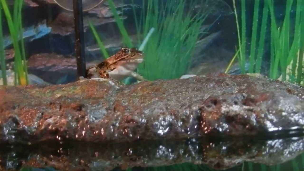 Leopard Frog Eating Cricket YouTube