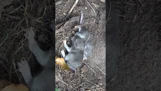 Baby Pack-Rats Sleeping Under Tin!
