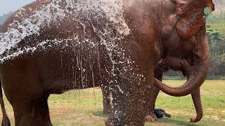 Clever Elephants and Their Daily Routine - ElephantNews