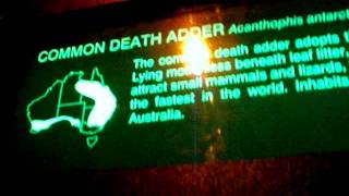 Common Death Adder Snake At Australia Reptile Park