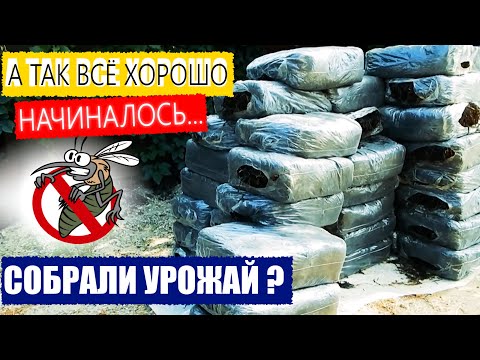 Как оно было? Выращивание шампиньонов, 3 Тонны компоста!!!