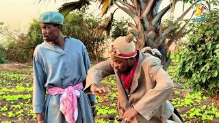 Download Lagu Le Fou Woroli, Boua Ladji et son fils khassa dans leur champ, affaire payment de l'eau  MP3