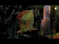 Monster fish tank in a restaurant (Video shot by Samsung WB5000) video 3/3