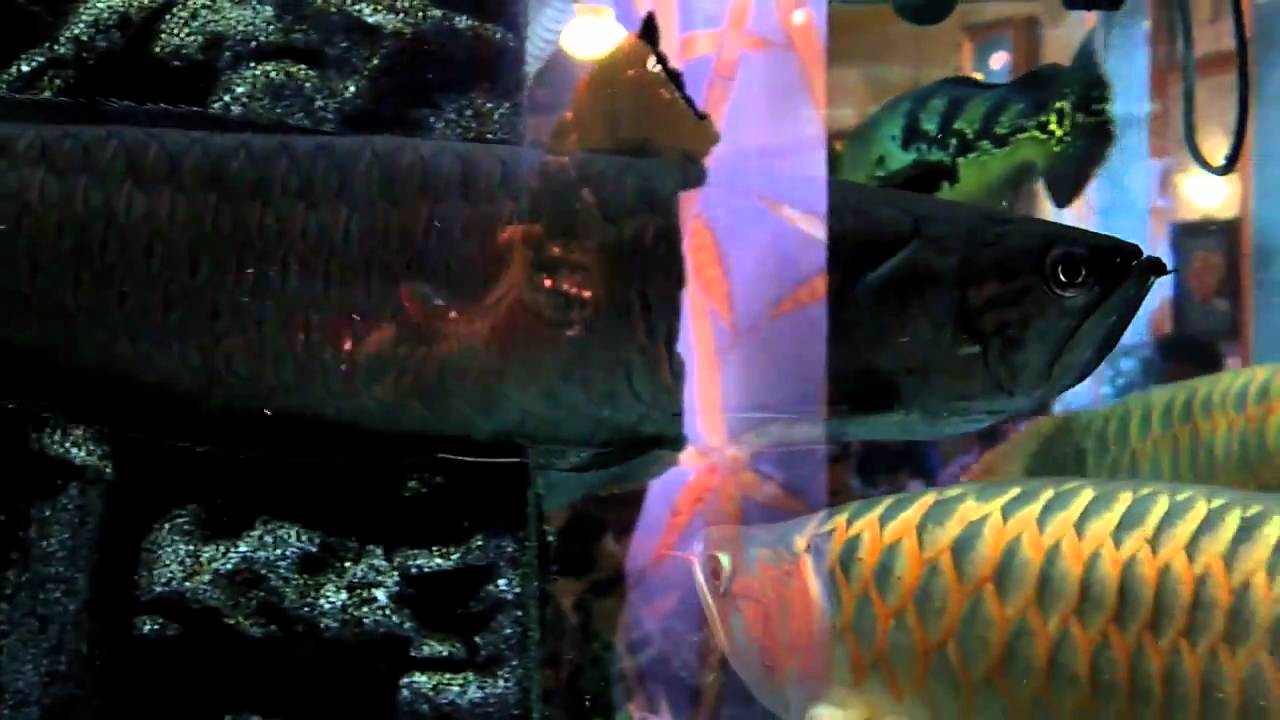 Monster fish tank in a restaurant (Video shot by Samsung WB5000) video 3/3