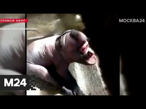 Странное существо сняли на видео в Испании - Москва 24