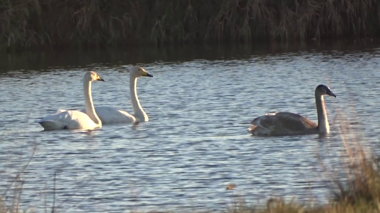 łabędź krzykliwy (Cygnus cygnus), Whooper Swan, labuť zpěvná 