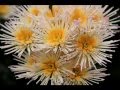Бал хризантем. Крым. Ботанический сад. The parade of chrysanthemums. The Crimea. Botanical garden.