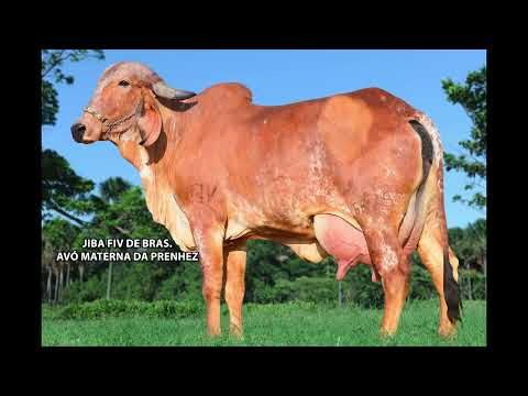 LOTE 02   JCVL 5173