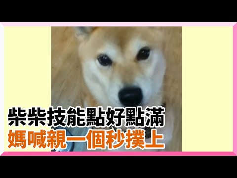 聰明柴犬聽媽喊「親一個」秒獻吻！還會說愛妳❤｜寵物動物｜狗｜柴柴｜聽指令｜萌寵｜精選影片