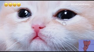Funniest Cats Video 20240410 #funny #cat #funnyvideo #cute #kitten