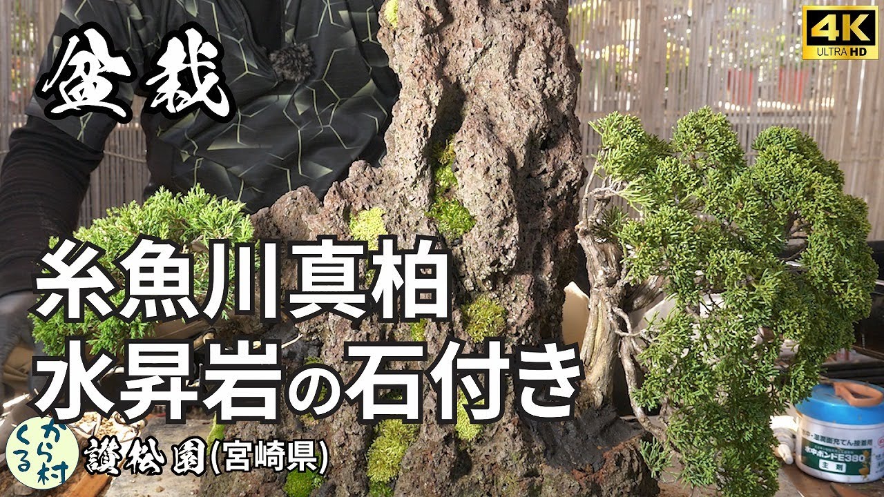 【盆栽】糸魚川真柏　水昇岩の石付き