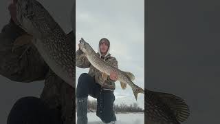 March maddness! drop and pull # icefishing #huntfishmb #icefishing #viral #famous #like #comment
