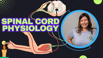 Fysiologie van het ruggenmerg en reflexbogen uitgelegd | Hoe reflexen werken