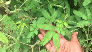 Tickle Me Plants