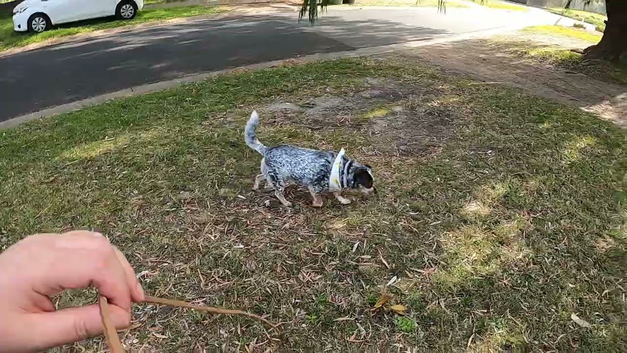 Lulu - nose work - Large Area Search with Blank Area