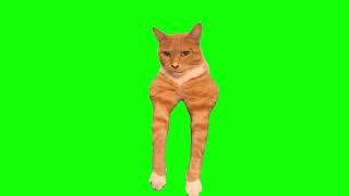 Green Screen Cat Mewing Meme
