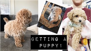 VLOG : GETTING A PUPPY | TOY POODLE