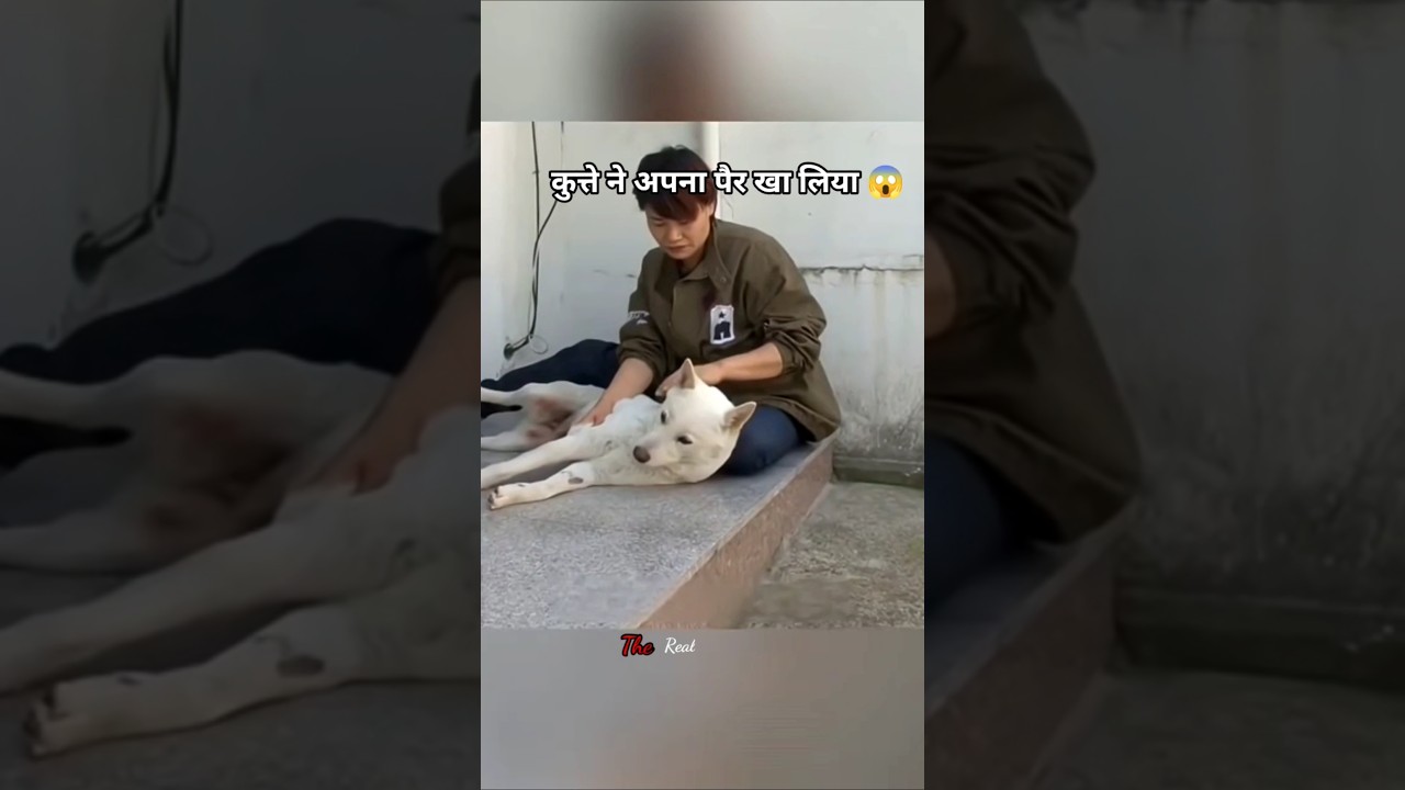 The dog ate its own leg || 