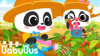 First Time at the Garden🍅🍆🌽 - Vegetables Song | Little Baby Panda World 5 | Nursery Rhymes | BabyBus