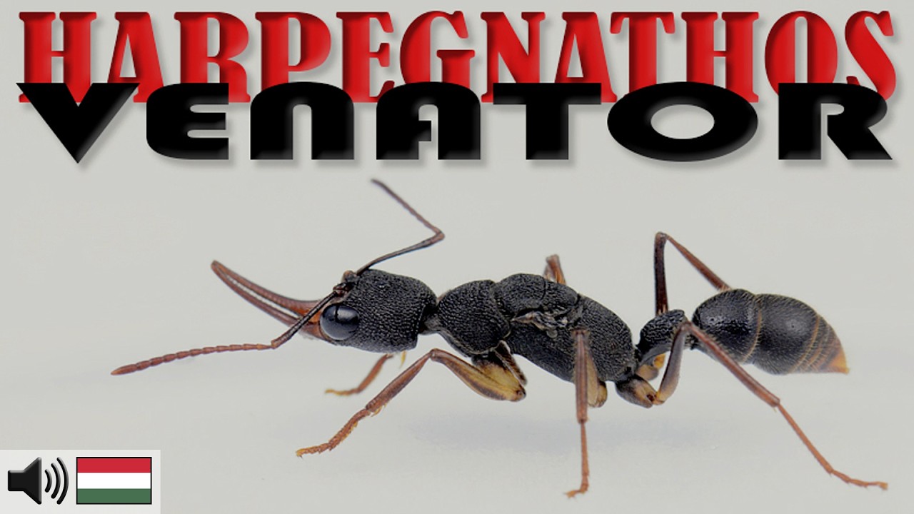 Hatlábú RAGADOZÓKAT nevelünk! - Harpegnathos venator 4K