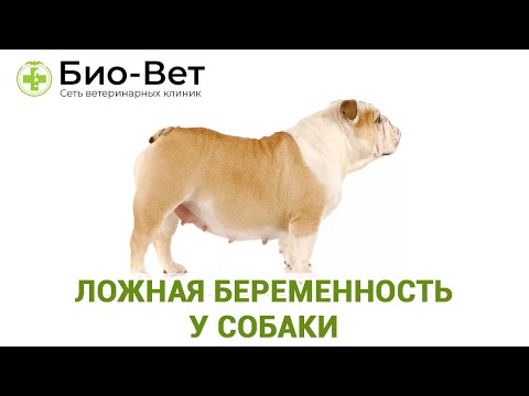 Вопрос: Что делать, если у собаки ложная беременность?