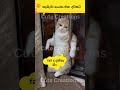 ආයේ එකෙන්ම කැම්පස් ඈ🤣🤣cat#funnyanimals#funny#cute#srilanka#shorts#short#trendingshorts#lankan#cats