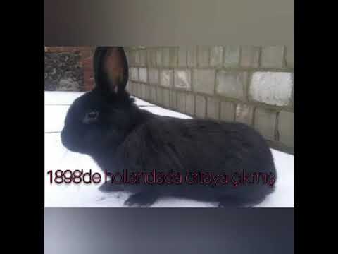 Video: Mellerud tavşanı