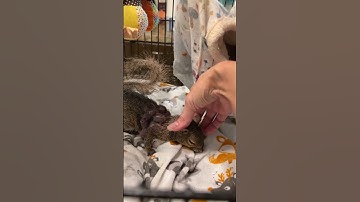 Taking the Botfly Boy to the Vet, Any Help is Appreciated! All links in Bio ❤️#botfly#squirrel