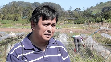 Soil Property and Fertility Improvement through Composting Using Trichoderma