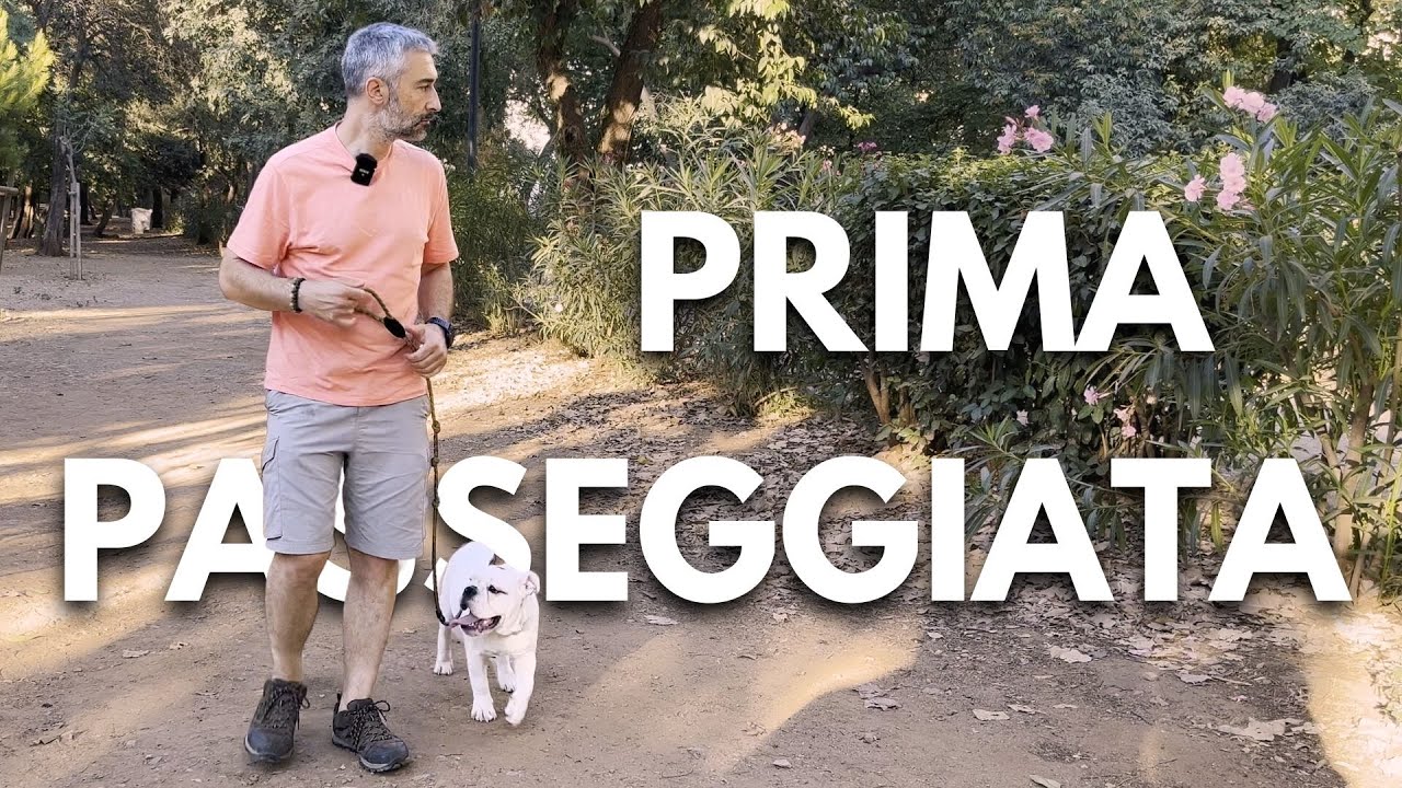 Come insegnare al tuo cane a camminare al guinzaglio senza tirare.