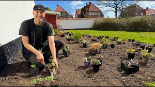 We Started Planting the New Flower Beds! | Perennials, Cuttings & Divisions
