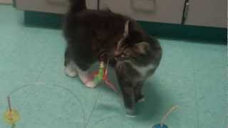This Week s Featured Cats and Kittens