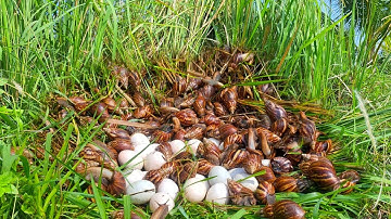 wow wow! pick a lot of duck eggs and snails on the grass at field by hand a farmer