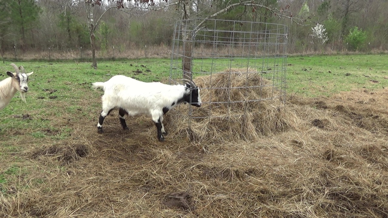 More gardening and a rescue!