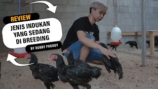 REVIEW AYAM BETINA INDUKAN DI KANDANG TERNAK RP