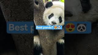 Which panda is cuter?🐼 #panda #cutepanda #animals #zoo #redpanda