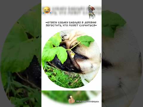 Ой не могу🤣#смешно#юмор#смешноевидео#прикол#funny#comedy#мем#ржака#смех#мопсы#собака#пес#огород#a