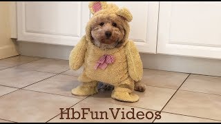 Dog Teddy Bear Costume