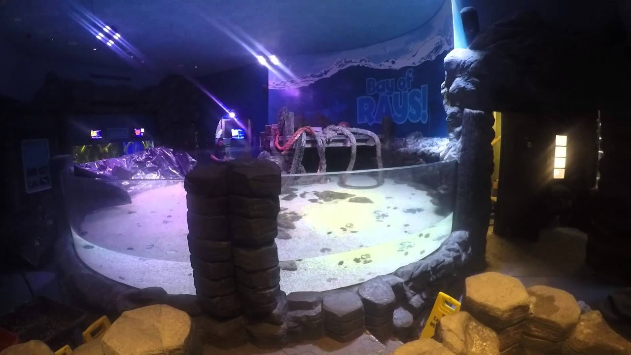 SEA LIFE Loch Lomond- Building The New Cow Nose Ray Exhibit - YouTube