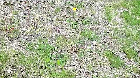 Soil Testing 1: Why you should test your soil and how to read a soil test report (1)