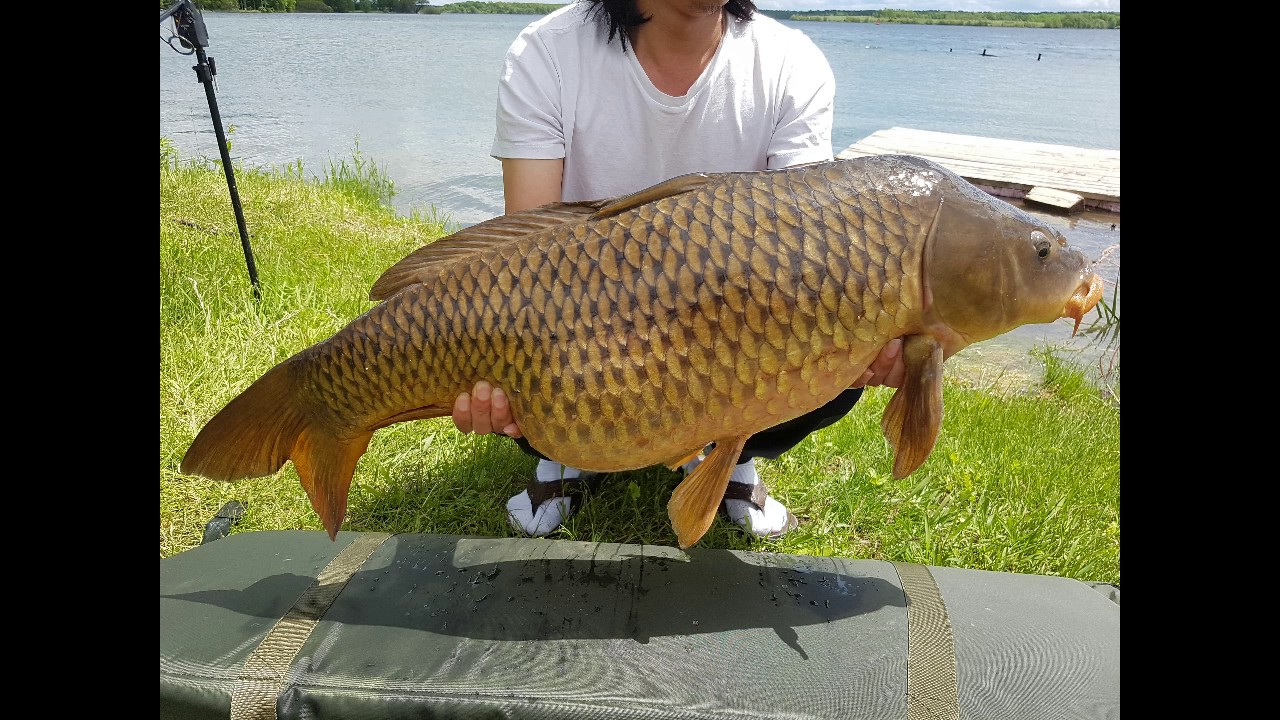 Carp Canada Fishing YouTube