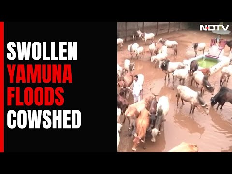 Delhi News: Inside A Delhi Cow-Shelter As Yamuna Level Reaches All-Time High | Ground Report