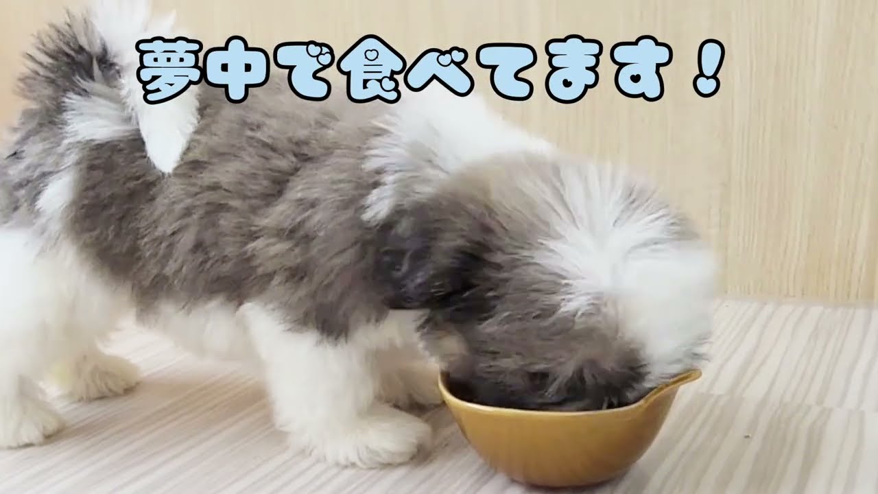 シーズー 】パパはJKCチャンピオン！楊貴妃も愛した生粋の愛玩犬