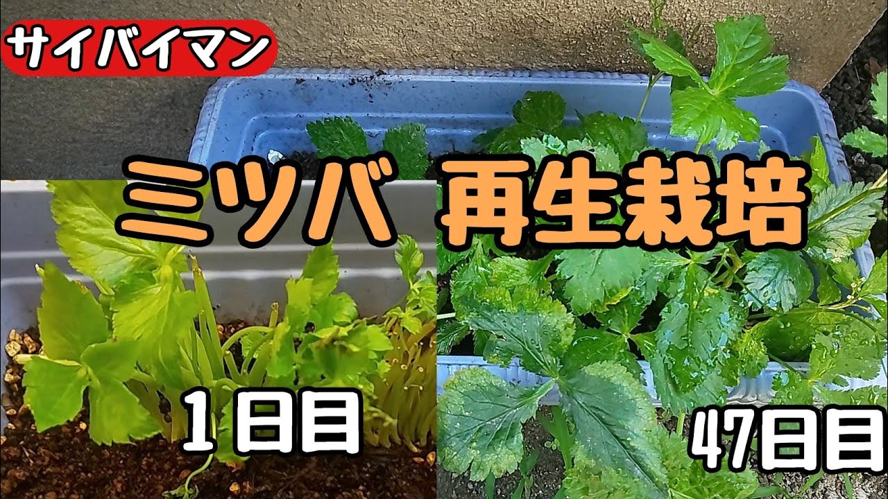 買ったミツバを再生栽培 家庭菜園初心者 プランター Youtube
