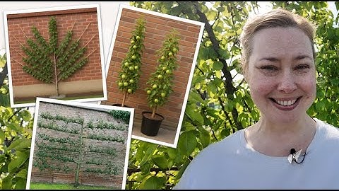 Easy Fruit Tree Training - Espalier, Fan, and Cordon Step By Step