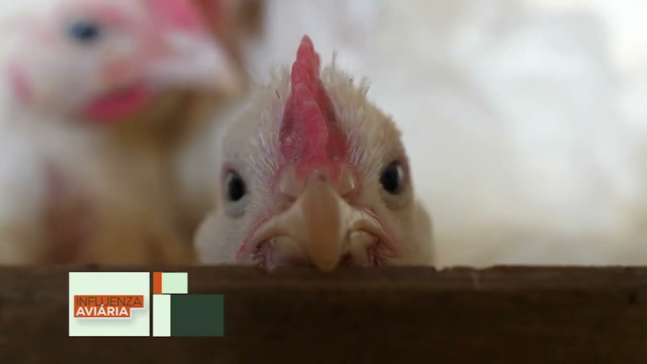 Gripe aviária: como prevenir?