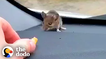 Guy Finds Mouse on His Car Dashboard | The Dodo